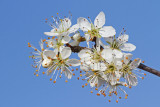 Blackthorn Prunus spinosa črni trn_MG_2588-111.jpg