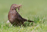 Blackbird Turdus merula kos_MG_7540-11.jpg