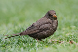 Blackbird Turdus merula kos_MG_7605-11.jpg