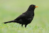 Blackbird Turdus merula kos_MG_7582-111.jpg