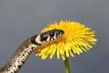 Grass snake Natrix natrix belou�ka_MG_8871-111.jpg