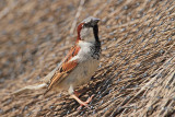 House sparrow Passer domesticus domači vrabec_MG_8383-11.jpg
