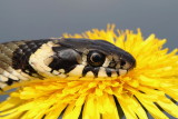 Grass snake Natrix natrix belou�ka_8853_111.jpg