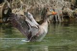 Greylag goose  Anser anser siva gos_MG_7672-111.jpg