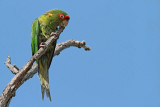  Mitred parakeet Aratinga mitrata rdečeglava mitrata_MG_8538-11.jpg