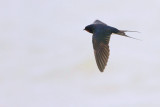 Barn swallow Hirundo rustica kmečka lastovka_MG_0202-111.jpg