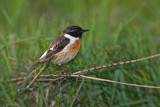 Stonechat Saxicola torquata prosnik_MG_1431-11.jpg