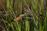 Smooth black sedge Carex acuta ostri a_MG_1007-11.jpg
