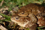 Common toad Bufo bufo navadna krastača_MG_9285-1.jpg
