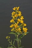 Yellow loosestrife Lysimachia vulgaris navadna pijavnica_MG_8656-1.jpg