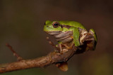 European tree frog Hyla arborea zelena rega_MG_6900-1.jpg