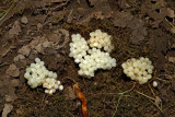 Snail eggs polja jajeca_MG_6782-1.jpg