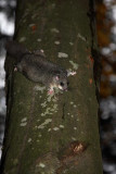 Edible dormouse Glis glis navadni polh_MG_7286-1.jpg