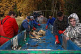 Sorting of fishes sortiranje rib_MG_7905-1.jpg