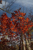 Autumn jesen_MG_7981-1.jpg