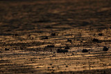Ducks in dusk race v mraku_MG_8477-1.jpg