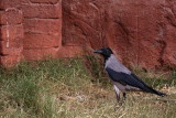 Hooded crow Corvus cornix siva vrana_MG_9005-1.jpg