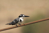 Pied kingfisher Ceryle rudis črnobeli pasat_MG_9081-1.jpg