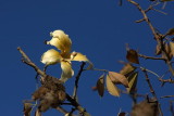 Floss silk tree Ceiba speciosa_MG_0030-1.jpg