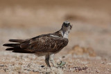 Osprey Pandion haliaetus ribji orel_MG_5094-1.jpg