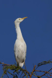 Cattle egret Bubulcus ibis kravja aplja_MG_4578-1.jpg