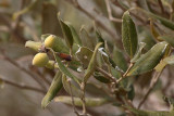 Grey mangrove  Avicennia marina mangrova_MG_6159-1.jpg