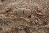 Crab Ocypode sp. rakovica_MG_6019-1.jpg
