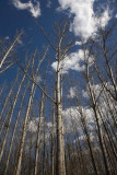 Poplars Popolus sp. topoli_MG_6286-1.jpg