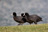 Coot Fulica atra rna liska_MG_4686-1.jpg