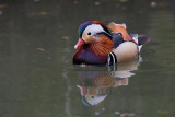 Mandarin duck Aix galericulata mandarinka_MG_7125-1.jpg