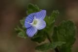 Persian speedwell Veronica persica perzijski jetičnik_MG_7696-1.jpg