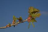 Common oak Quercus robur dob_MG_7572-1.jpg