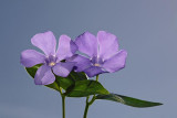 Lesser periwinkle Vinca minor zimzelen_MG_7857-1.jpg