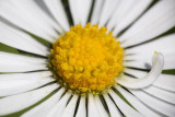 Lawn daisy Bellis perennis marjetica_MG_8275-1.jpg