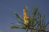Scots pine Pinus sylvestris rdei bor_MG_8545-1.jpg