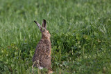 Brown hare Lepus europaeus poljski zajec_MG_8559-1.jpg