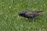 European Starling Sturnus vulgaris ¹korec_MG_8097-1.jpg