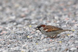House sparrow Passer domesticus domai vrabec_MG_9275-1.jpg