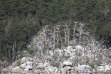 Great cormorant colony  kolonija  kormorana _MG_9675-1.jpg