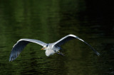 Grey Heron in Flight