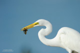 Great Egret with Small Eel