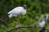 Wood Stork