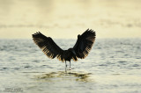 Reddish Egret