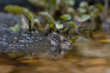 Common Frog