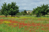 Pozzuolo poppies