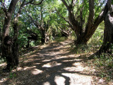 the trails through Charco Verde nature reserve are an easy walk
