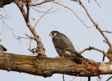 Peregrine Falcon