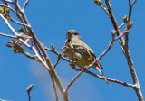 Willow Flycatcher 3