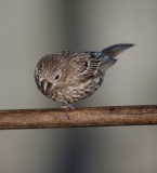 One-legged Female House Finch
