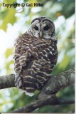 Barred Owl 11.jpg